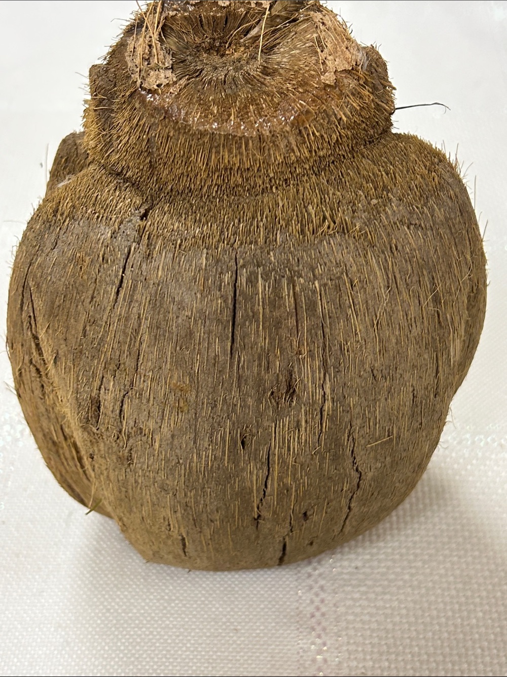Hand-Carved Coconut Monkey Figurine with Glass Eyes image 4